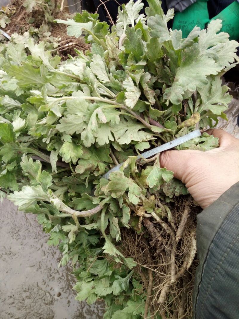 有种菊花秧苗的联系