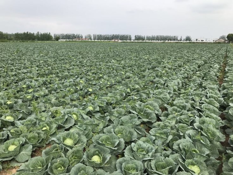 精品旺旺绿甘蓝1~2公斤个头匀称基地直销