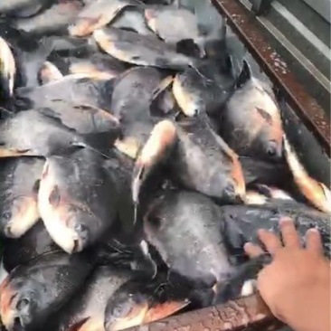 白鲳