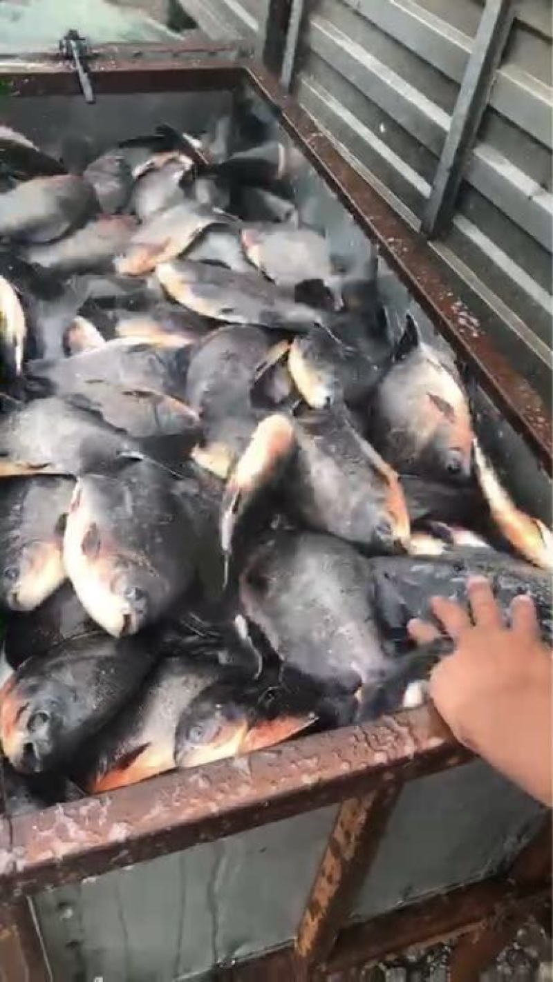白鲳
