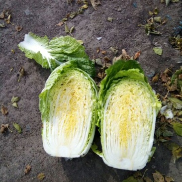 葫芦岛市南票金星镇金星白菜5月10上市！