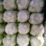 葫芦岛市南票金星镇金星白菜5月10上市！