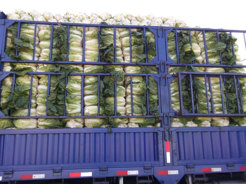 葫芦岛市南票金星镇金星白菜5月10上市！