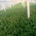 山东精品香菜大量上市产地直供一手货源品质保证