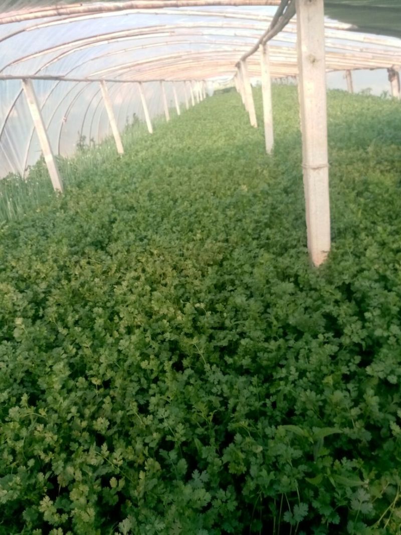 山东精品香菜大量上市产地直供一手货源品质保证