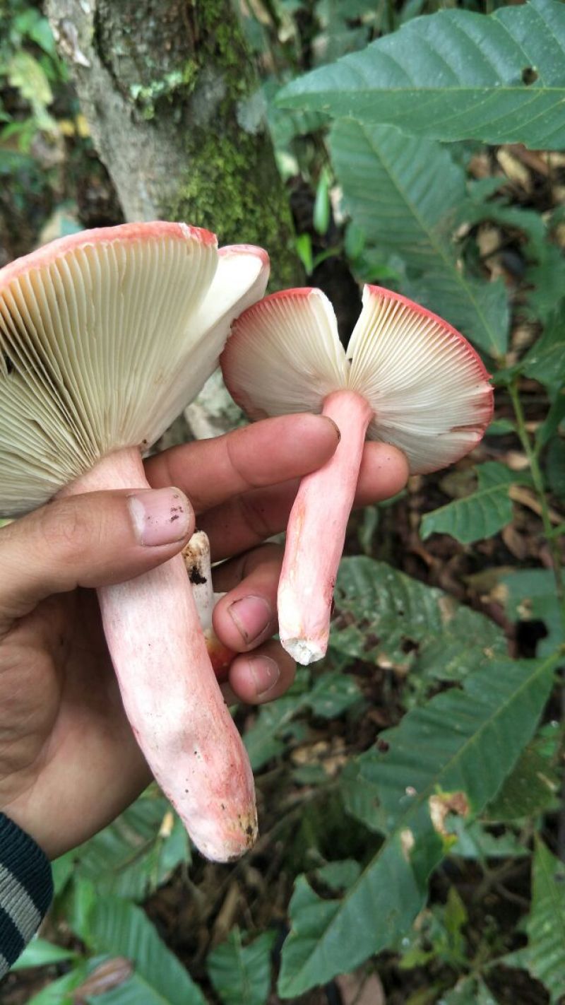 云南高山红菇，开菇，大开，泡出来的汤色视频中