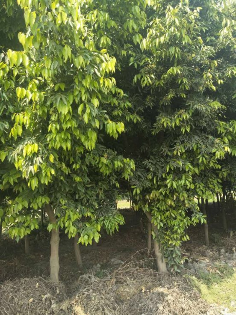 天府新区天竺桂8公分—14公分