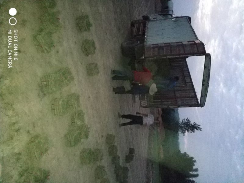 马尼拉草皮