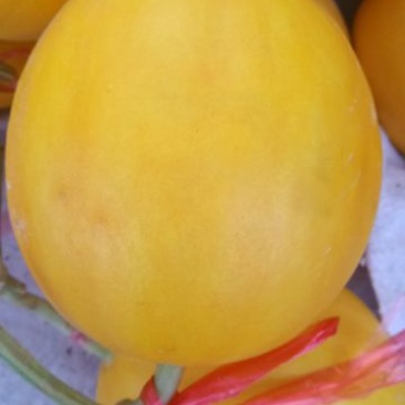 瑞红香瓜