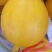 瑞红香瓜