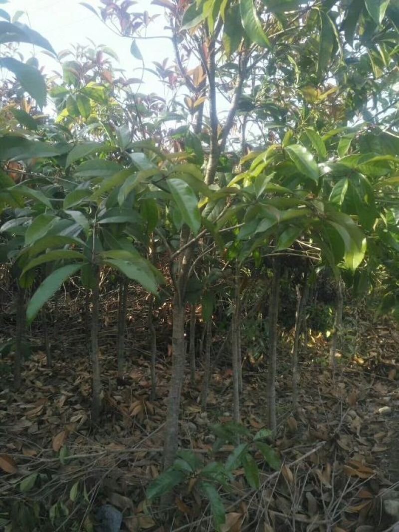 桂花树