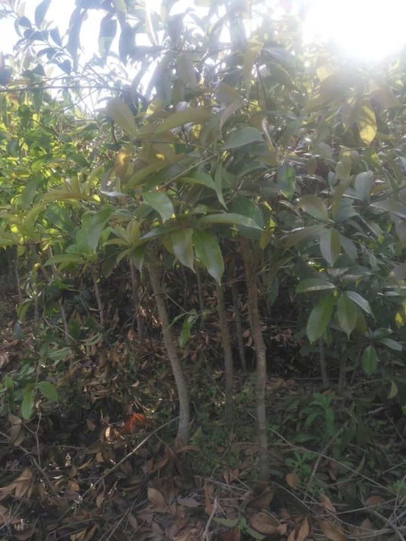 桂花树