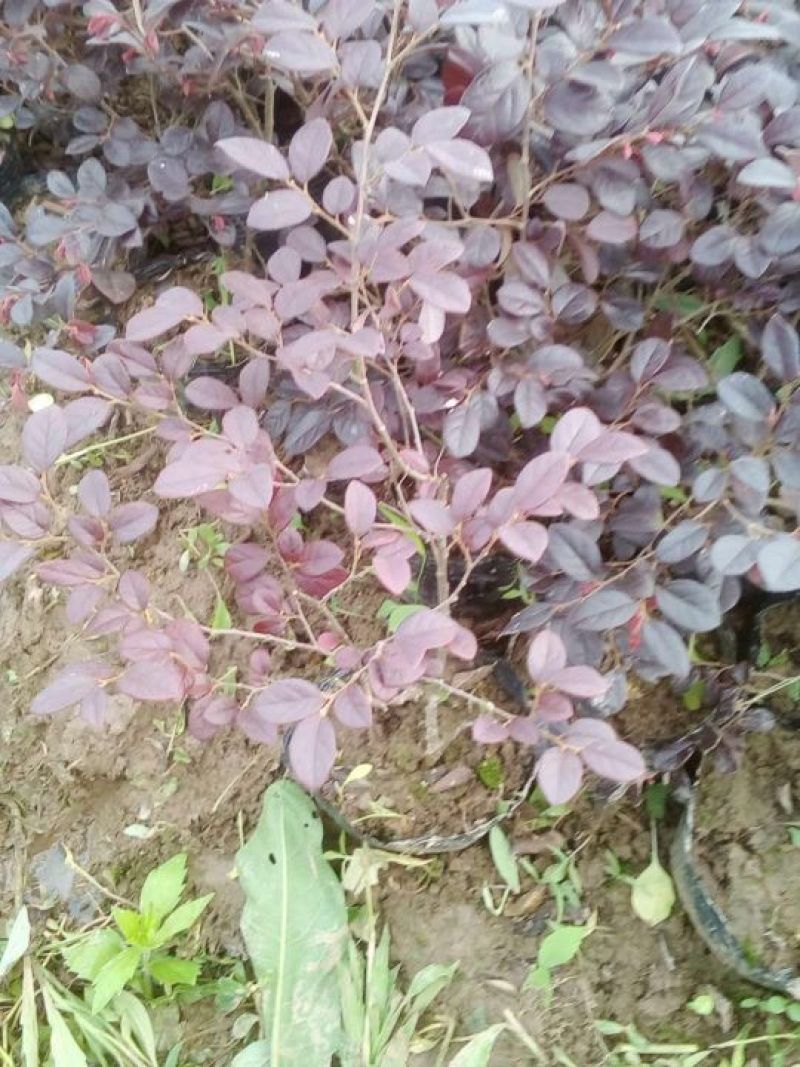 红花继木