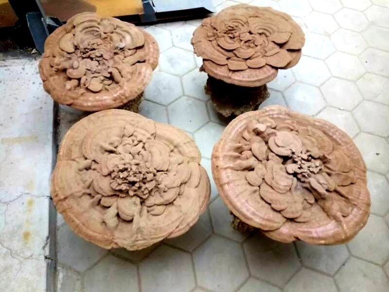 超大灵芝特大红灵芝55公分左右