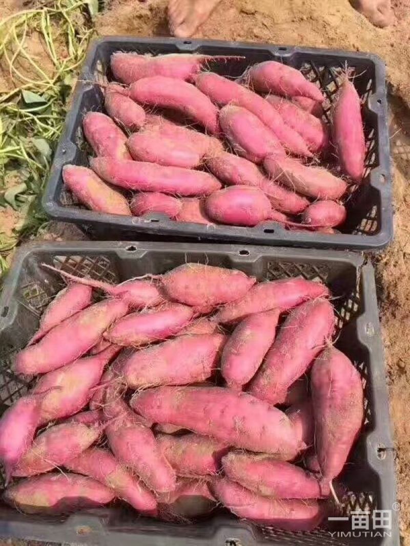 红薯3两以上小红薯黄心
