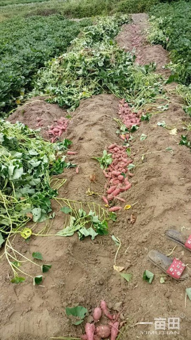 红薯3两以上小红薯黄心