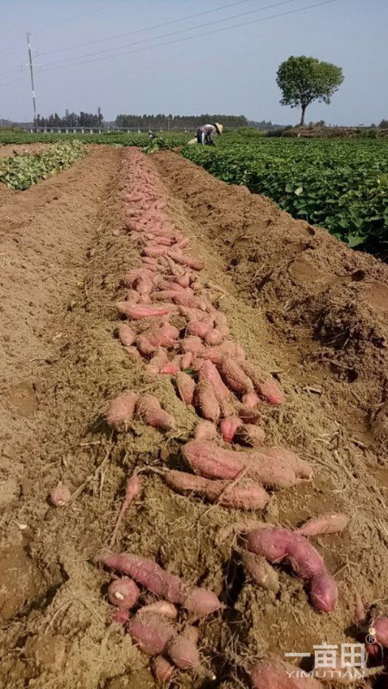 红薯3两以上小红薯黄心