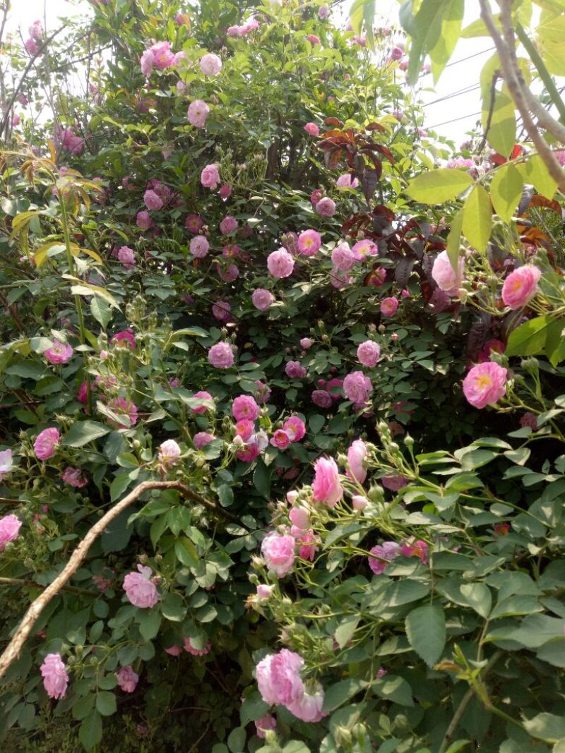 墙薇爬墙梅农户直销零售批发-庭院做花墙花架用或园林绿化