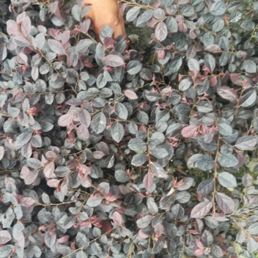 红继木