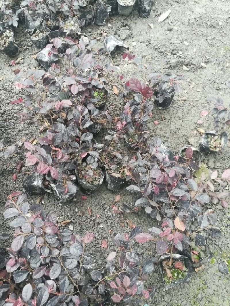 红继木