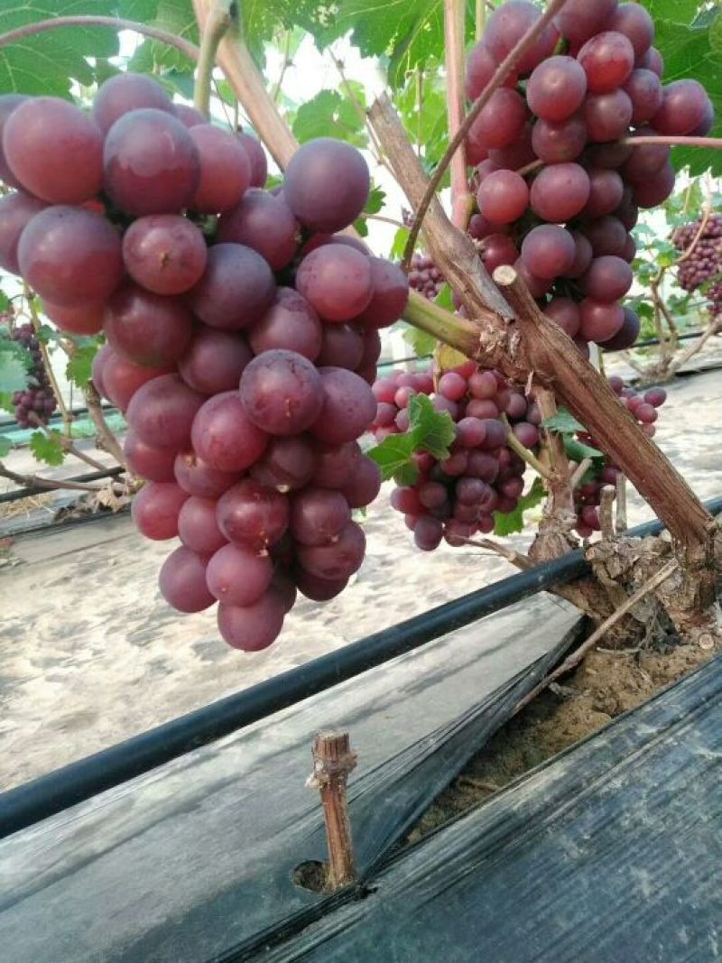 优质冷棚早熟大粒红无核，夏黑，乒乓球葡萄上市中