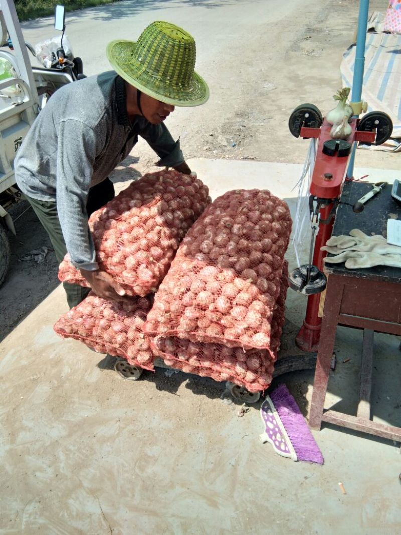 苏北地区紫皮鲜蒜基地，一手货源，质量保证