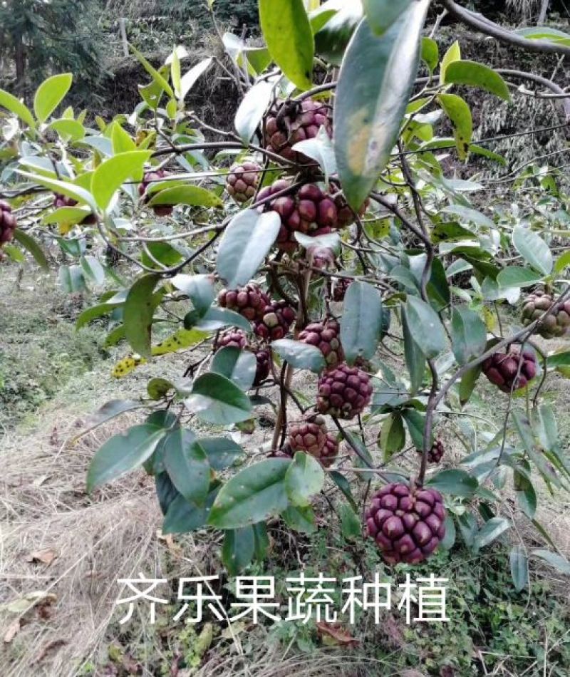 布福娜600~650g