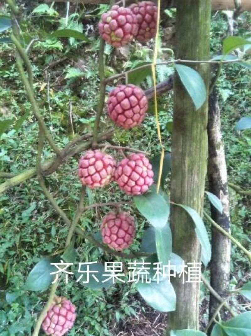布福娜600~650g