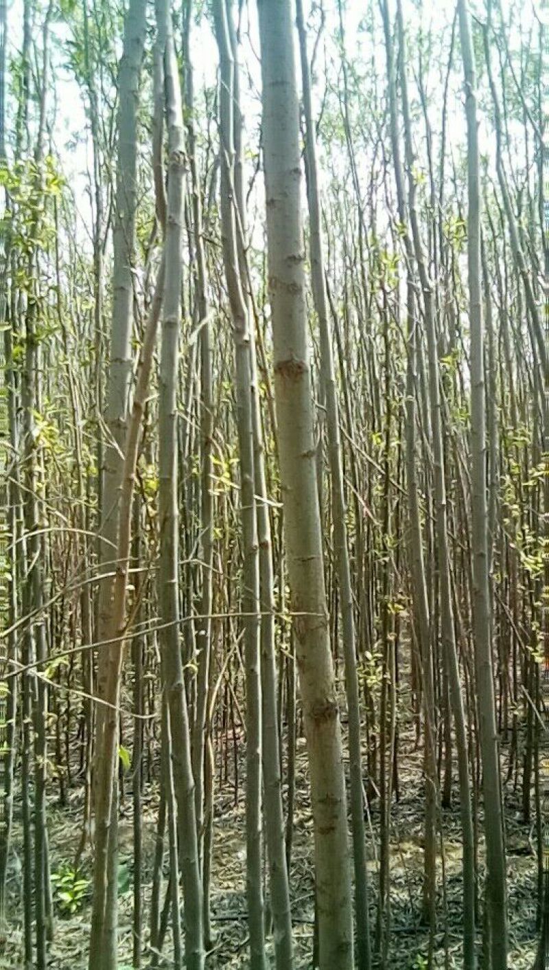 速生柳100亩2-5公分