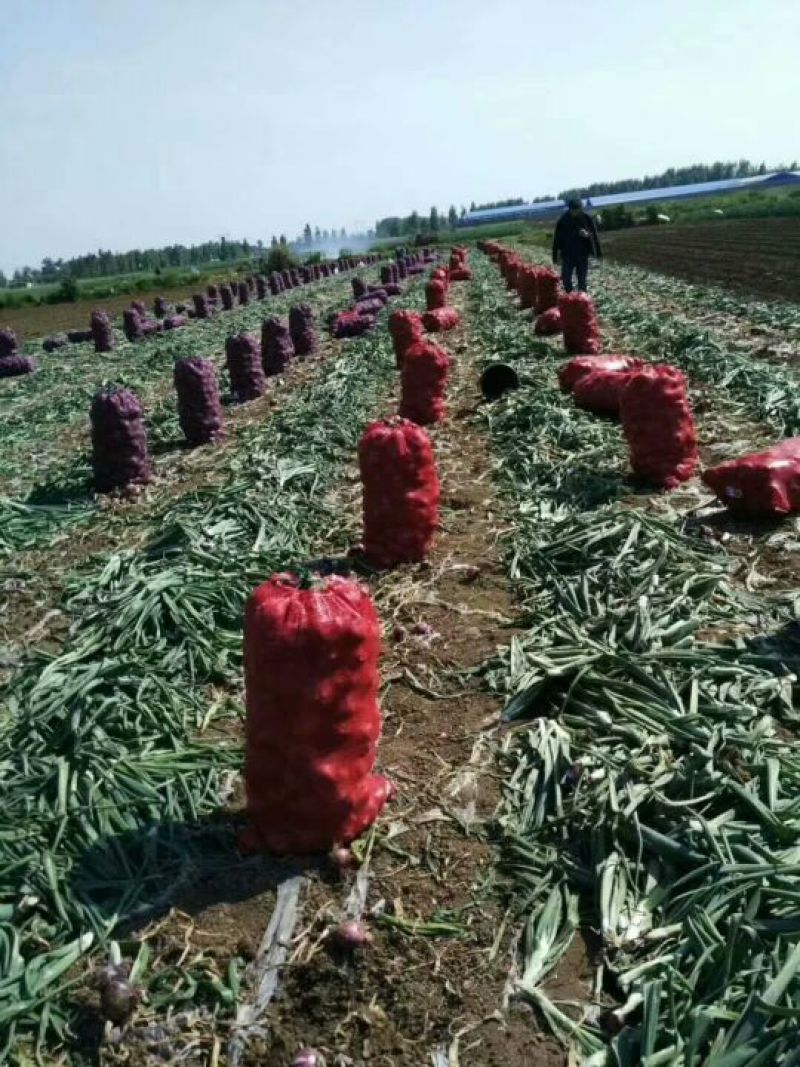 黄皮洋葱一年四季天天发车