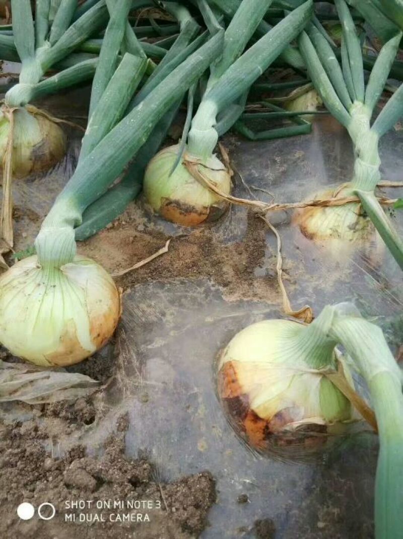 黄皮洋葱一年四季天天发车