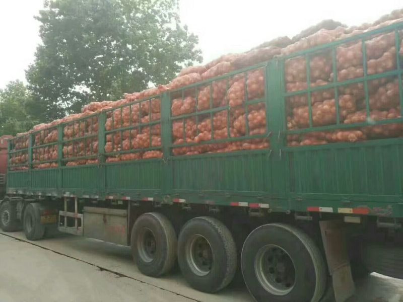 黄皮洋葱一年四季天天发车