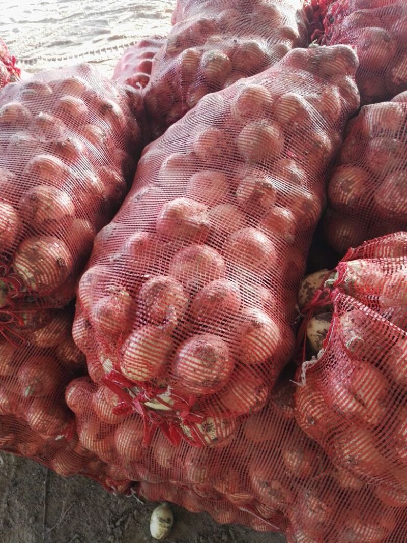 黄皮洋葱一年四季天天发车