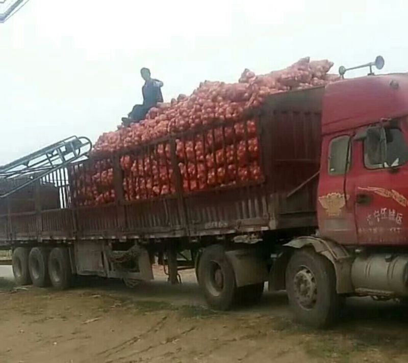 黄皮洋葱一年四季天天发车