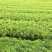 毛鹃25-30高