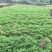 毛鹃25-30高