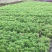 毛鹃25-30高