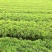 毛鹃25-30高