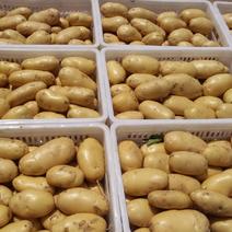 2024年新土豆全面上市，V七，长磊，沃土等新品均大量应