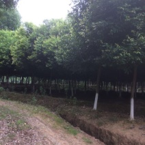 天竺桂