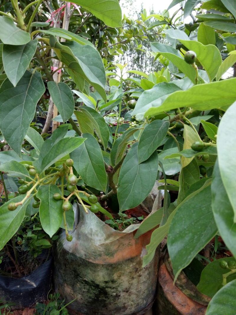 牛油果苗