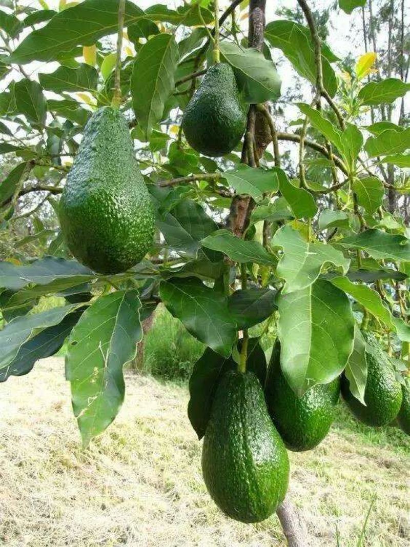 牛油果苗