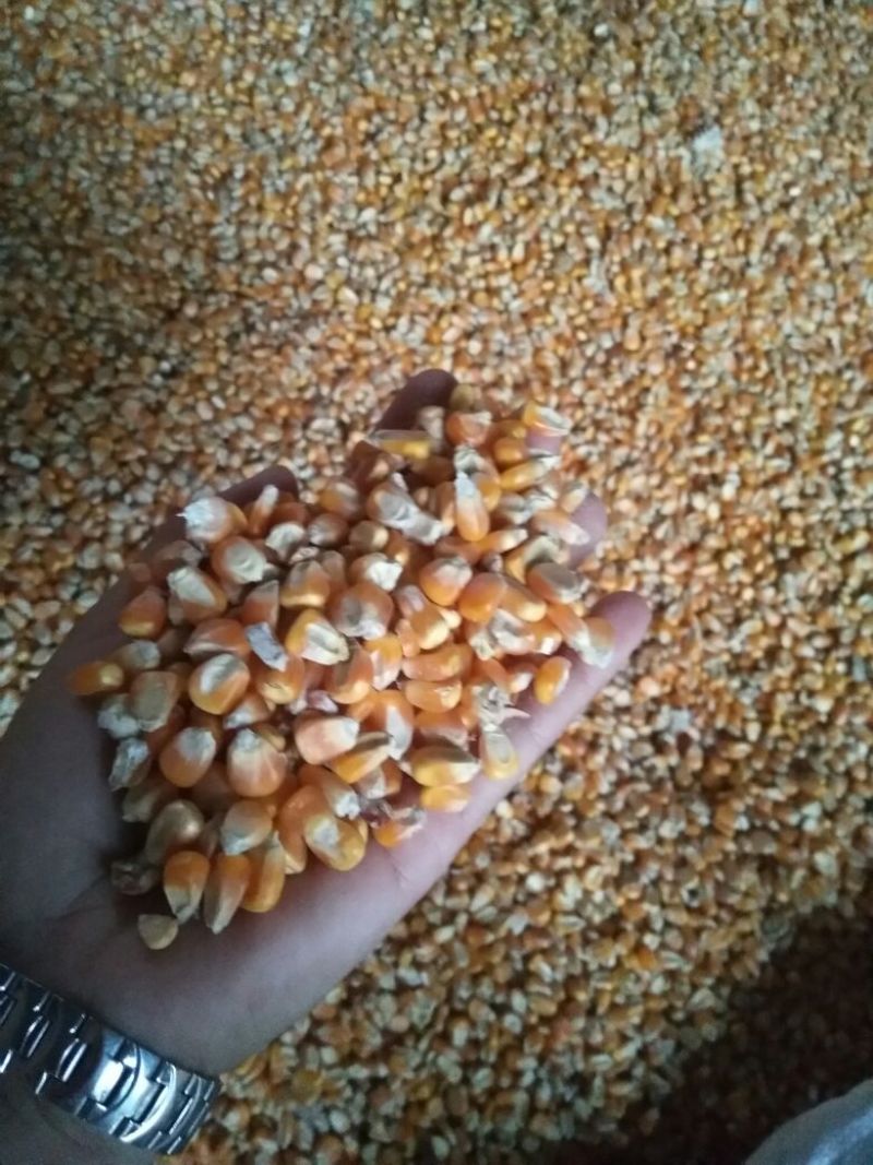 高质量玉米