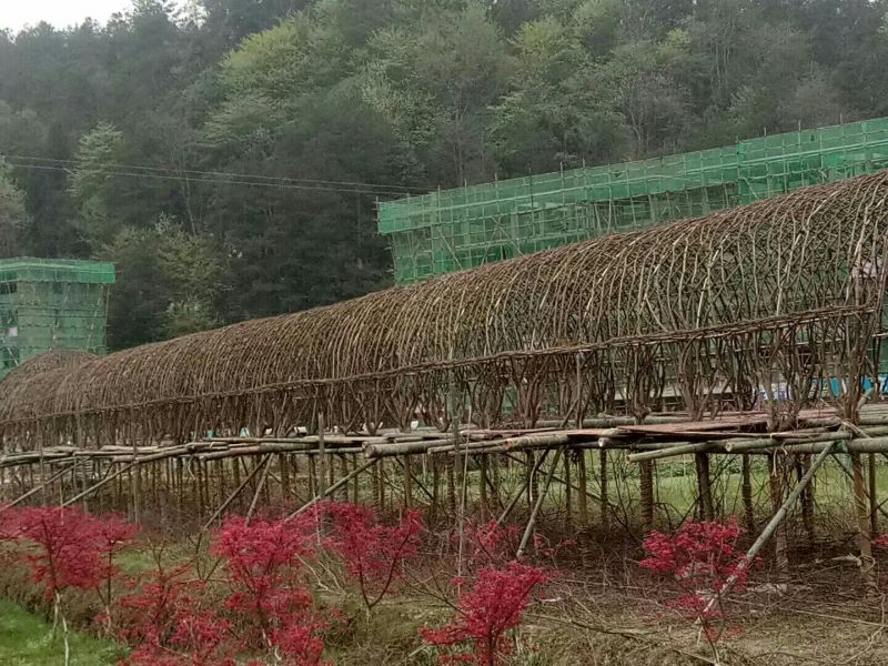 杜鹃苗，春鹃，冠幅40厘米左右，种植户基地直销