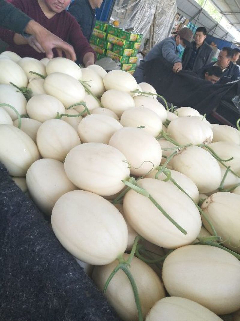 东方蜜一号甜瓜各种甜瓜上百种品种万亩基地质量杠杠滴！！