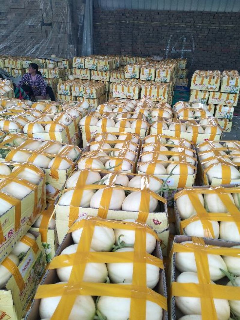 东方蜜一号甜瓜各种甜瓜上百种品种万亩基地质量杠杠滴！！