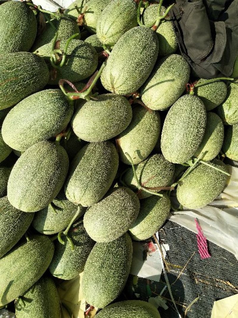 东方蜜一号甜瓜各种甜瓜上百种品种万亩基地质量杠杠滴！！