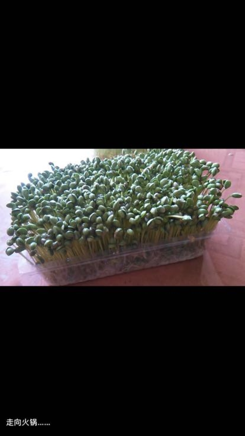 黄豆芽