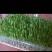 黄豆芽