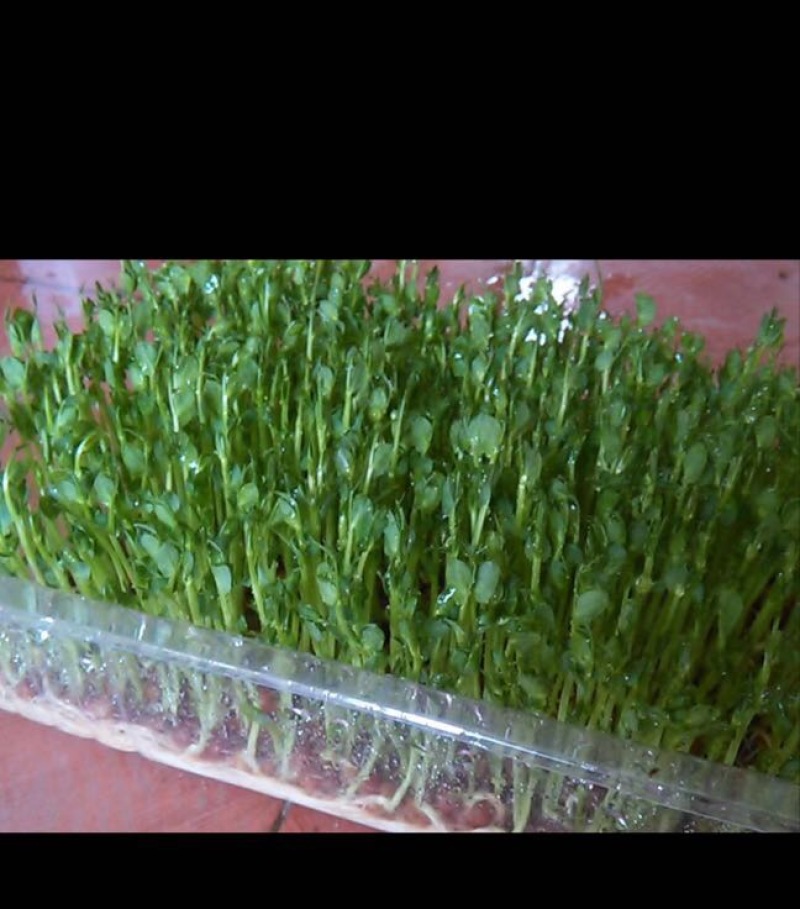 黄豆芽
